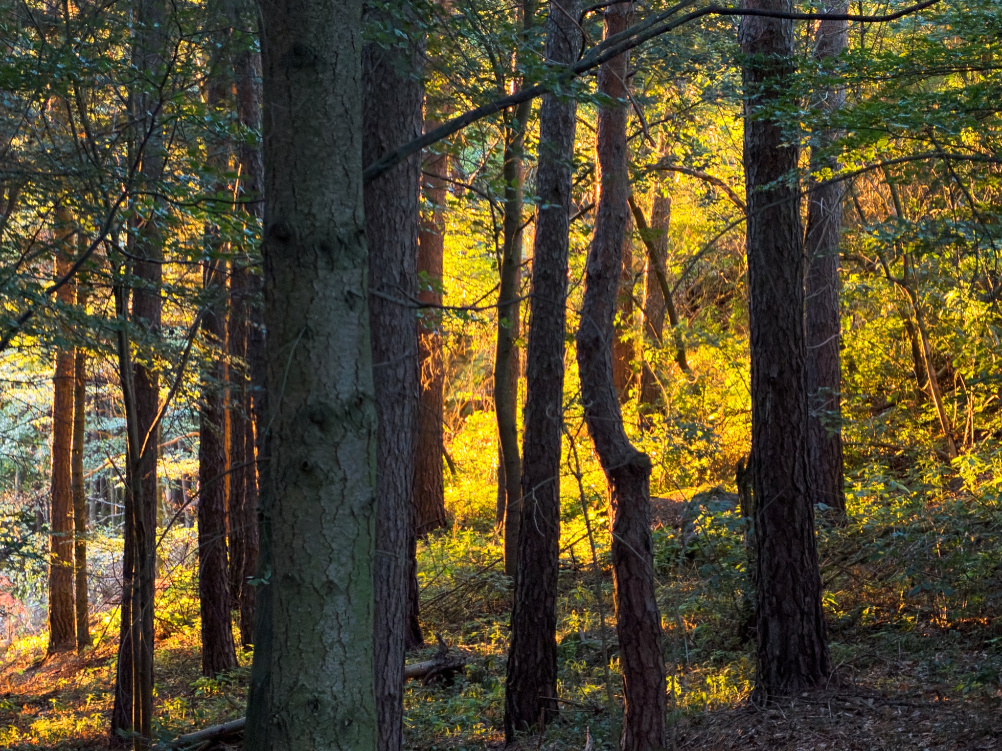 Die Morgensonne im Wald am Seiber