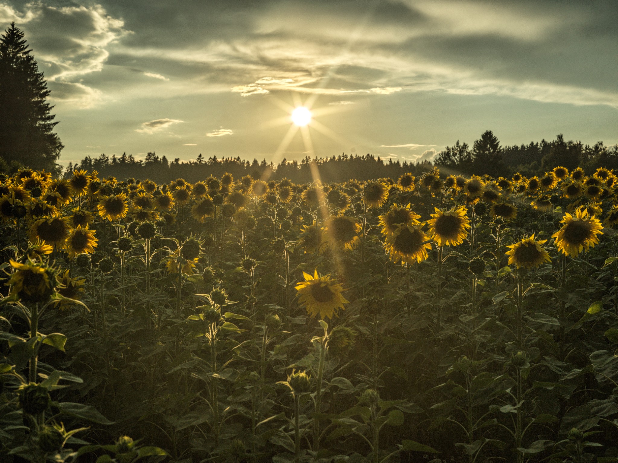 Die Sonne in den Sonneblumen II