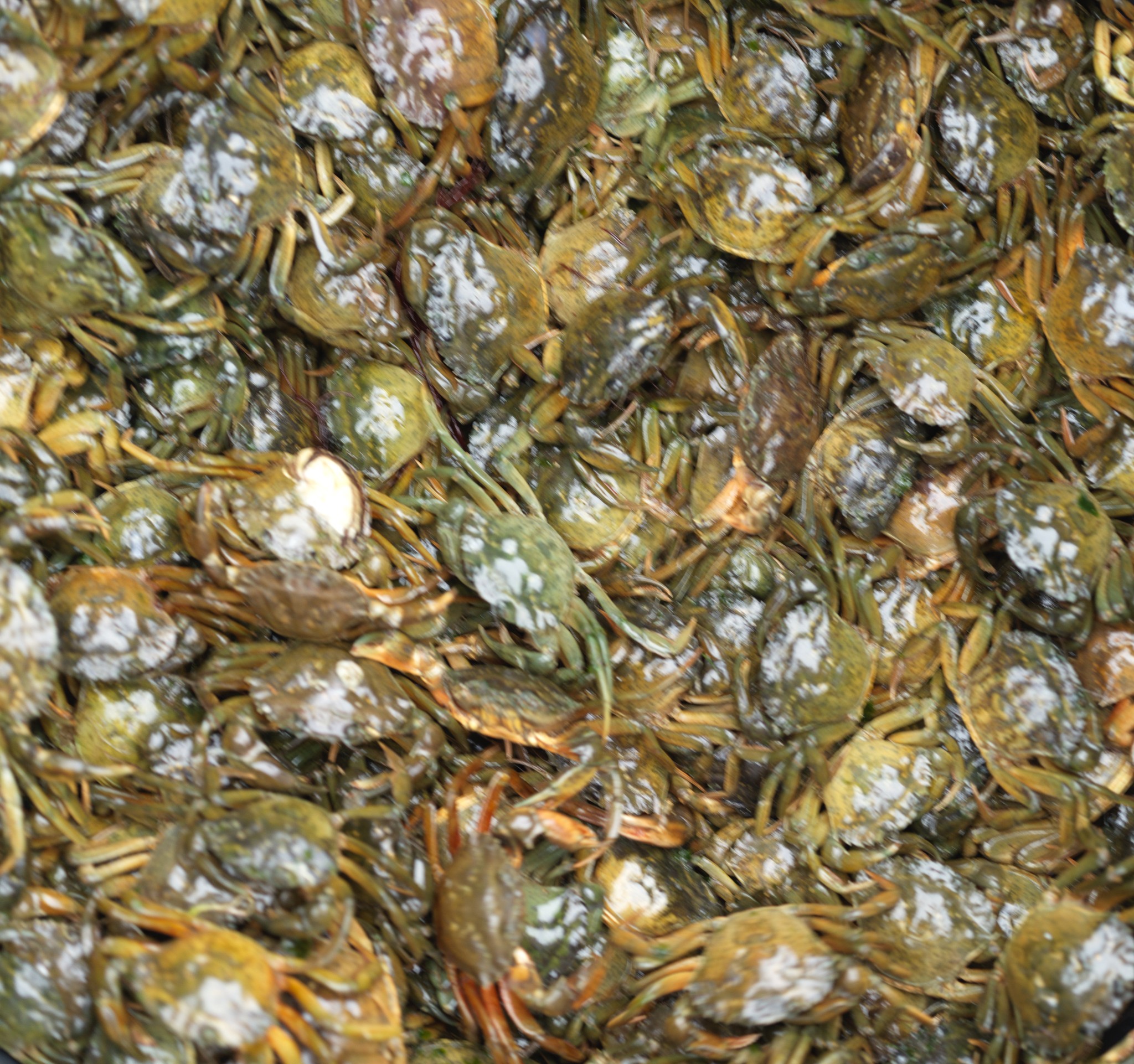 Venice 2025 oct nov 0002 