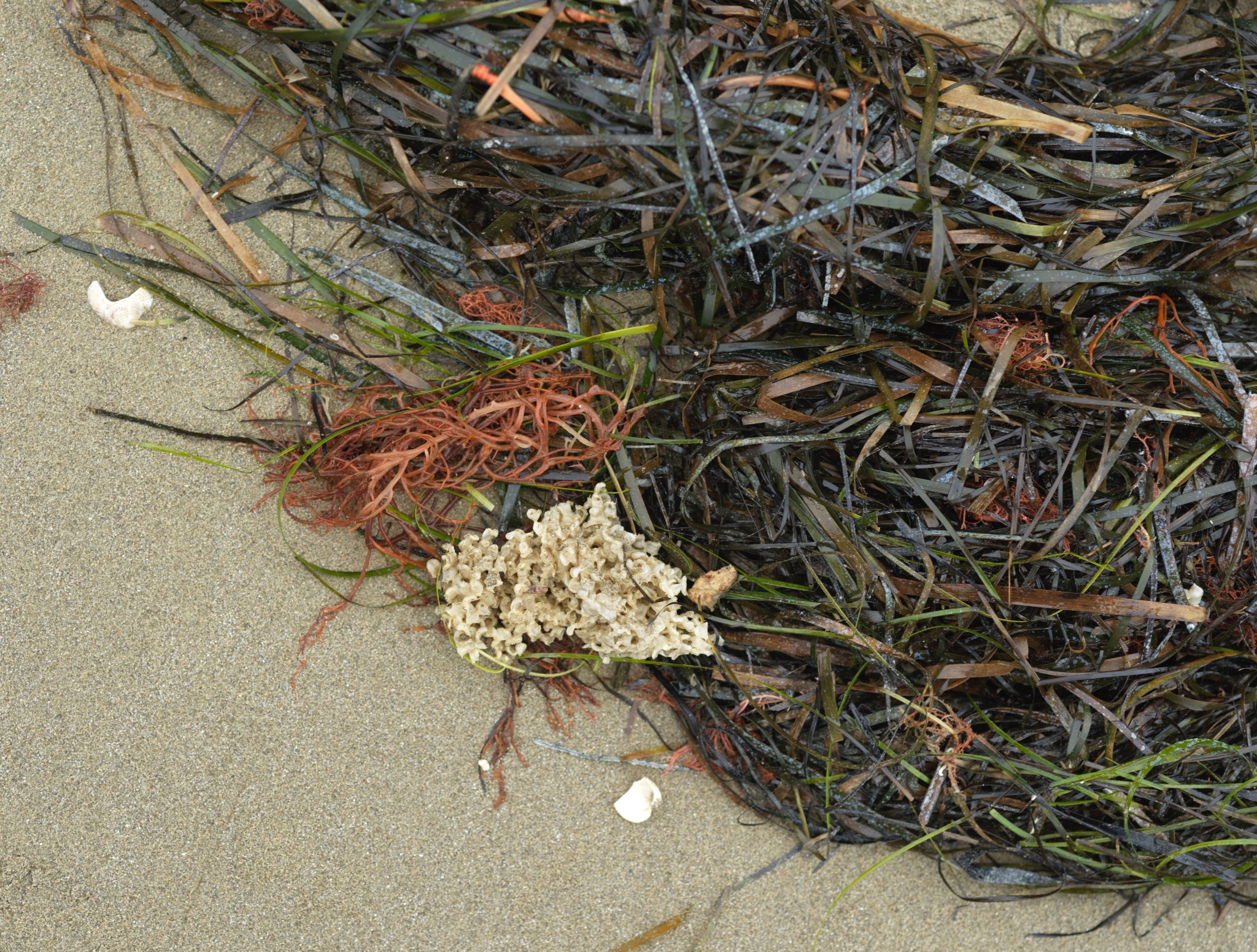 Venice 2025 oct nov 0011 