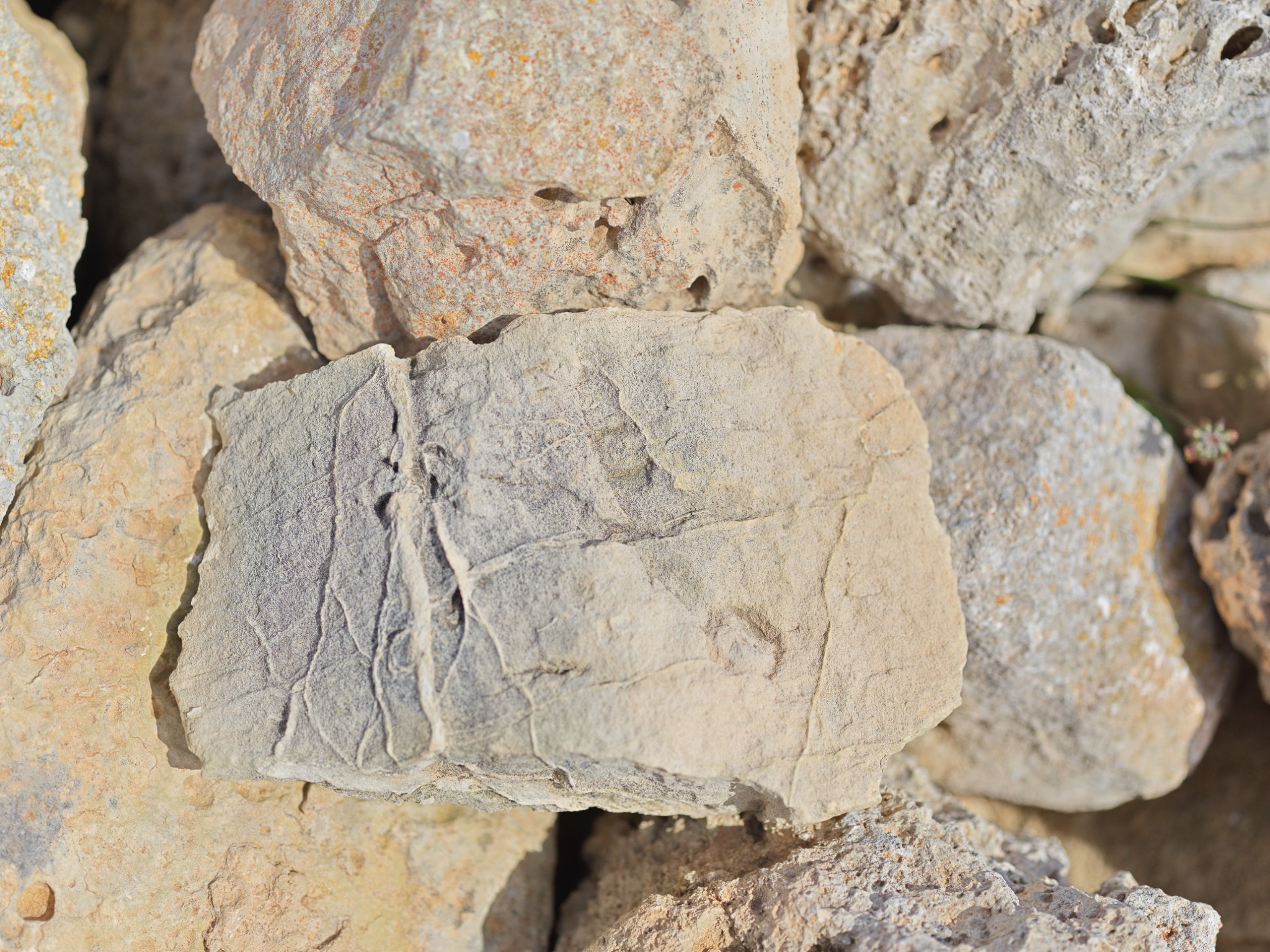 45 malta pre neolithic