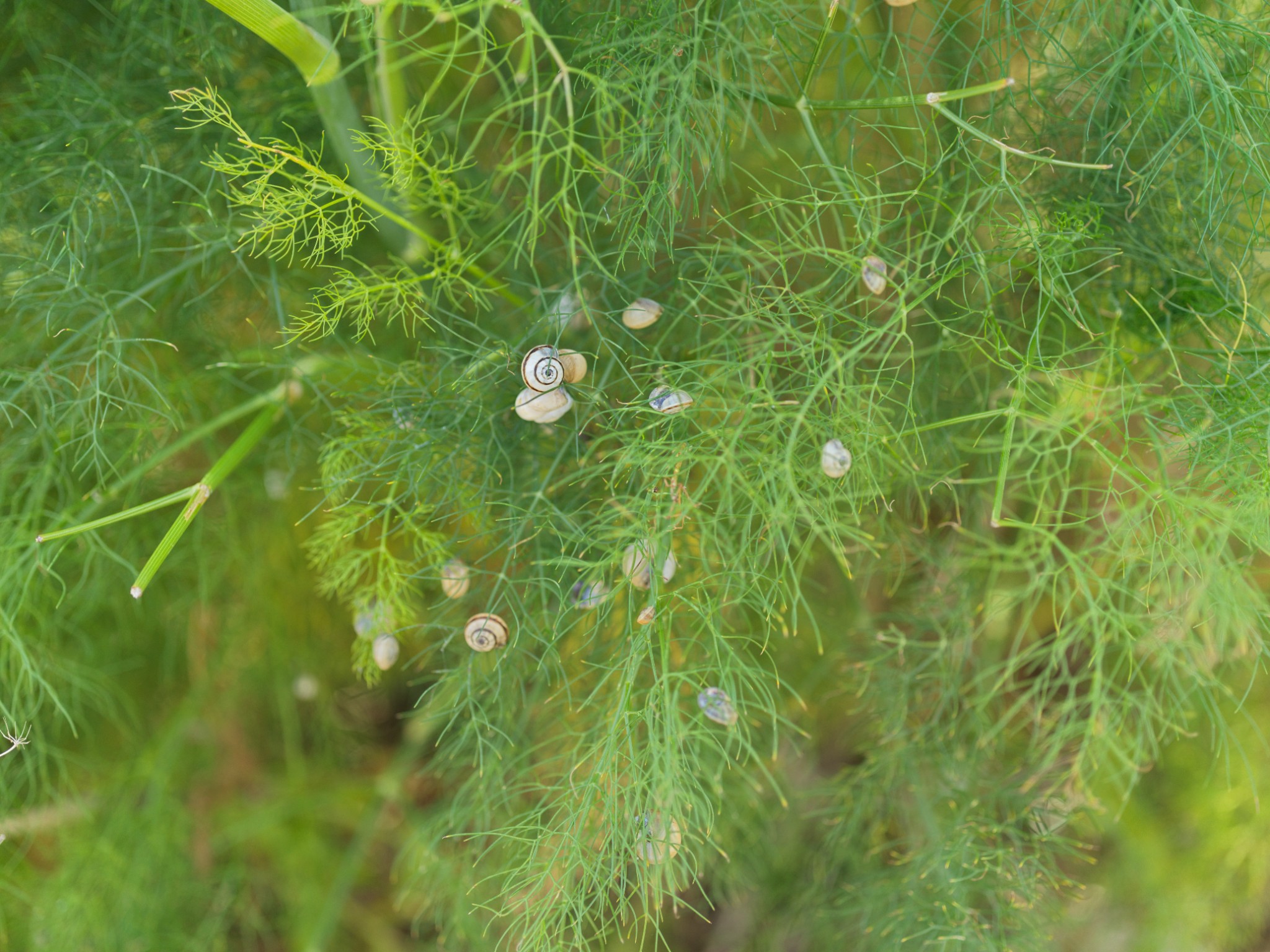 49 natures couriosities