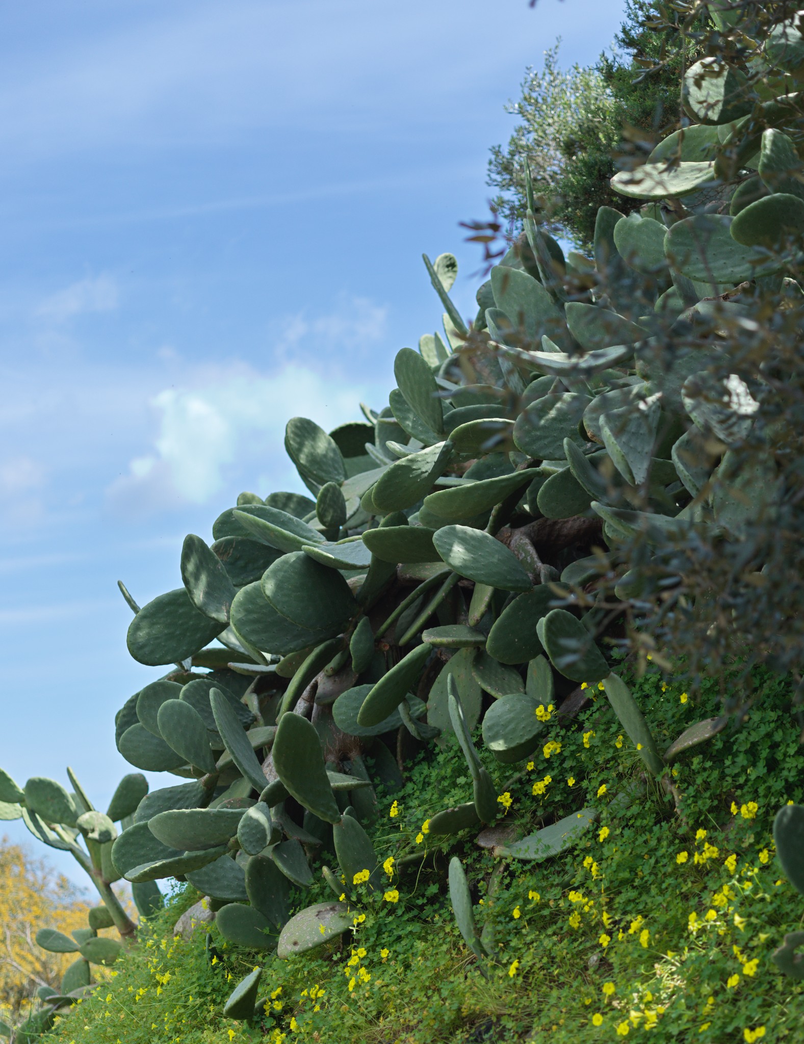 50 bigger is more fearsom