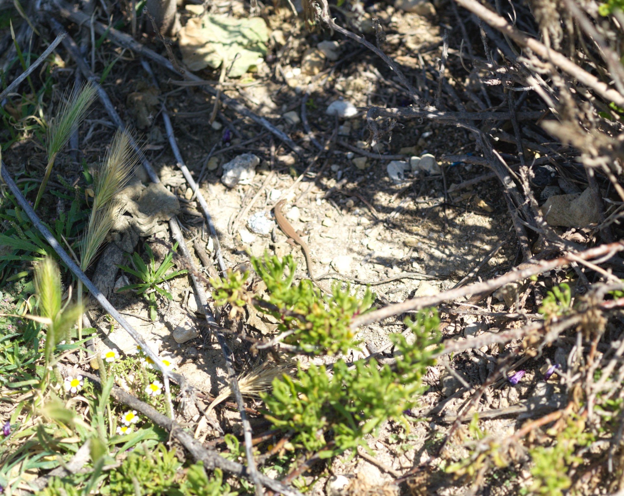 65 very small very quick